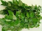 Curry Leaf